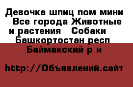 Девочка шпиц пом мини - Все города Животные и растения » Собаки   . Башкортостан респ.,Баймакский р-н